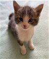 adoptable Cat in los gatos, CA named Altair