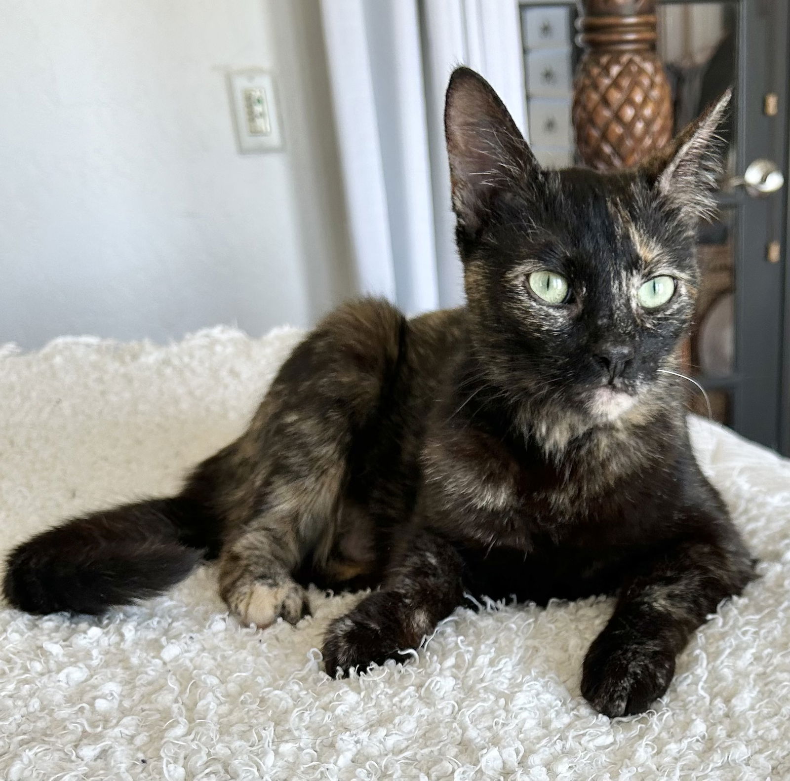 adoptable Cat in Los Gatos, CA named Tavi