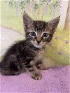 adoptable Cat in los gatos, CA named Griffin
