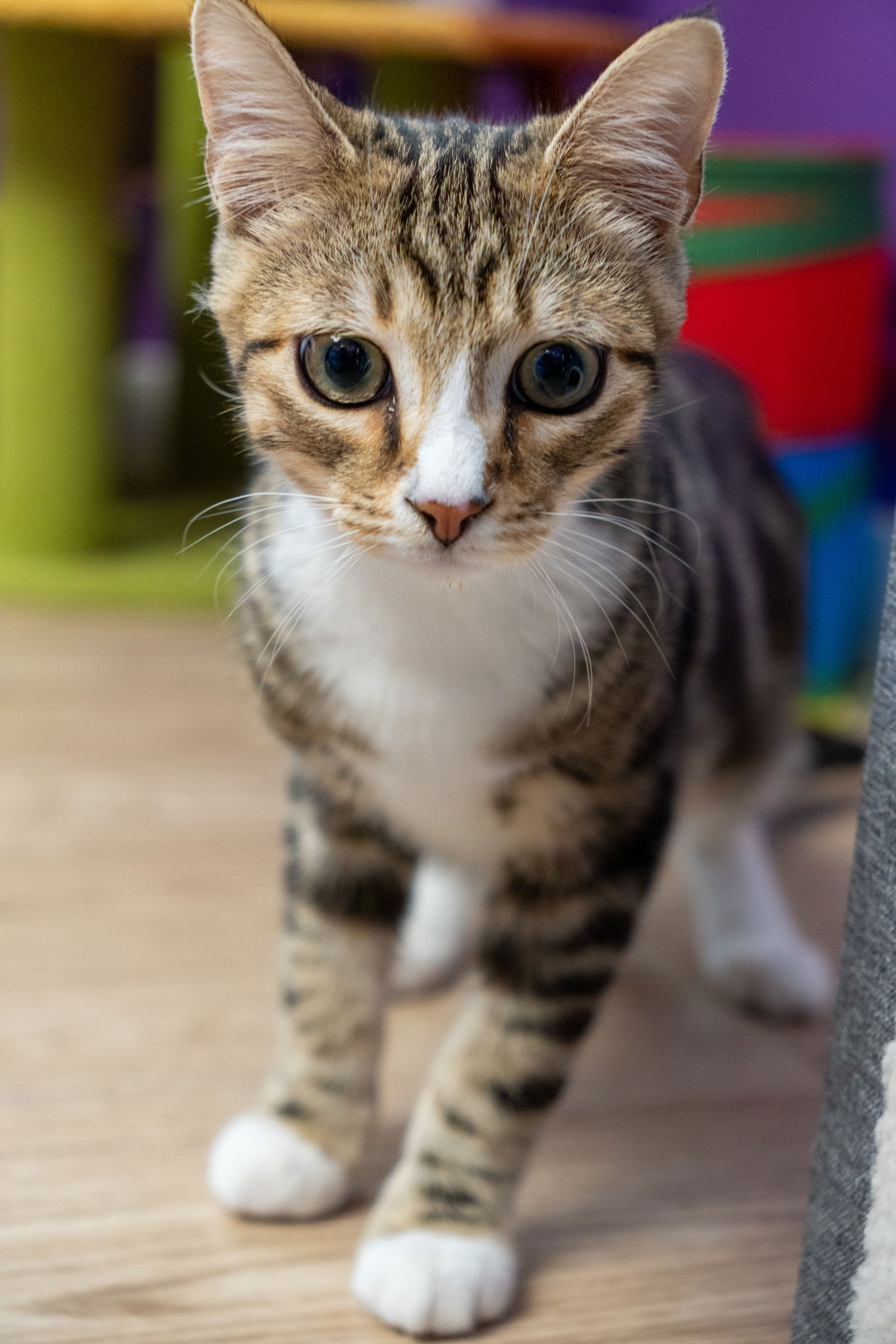 adoptable Cat in Los Gatos, CA named Orion