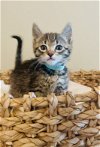 adoptable Cat in los gatos, CA named Gus Gus