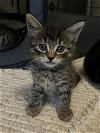 adoptable Cat in los gatos, CA named Figaro