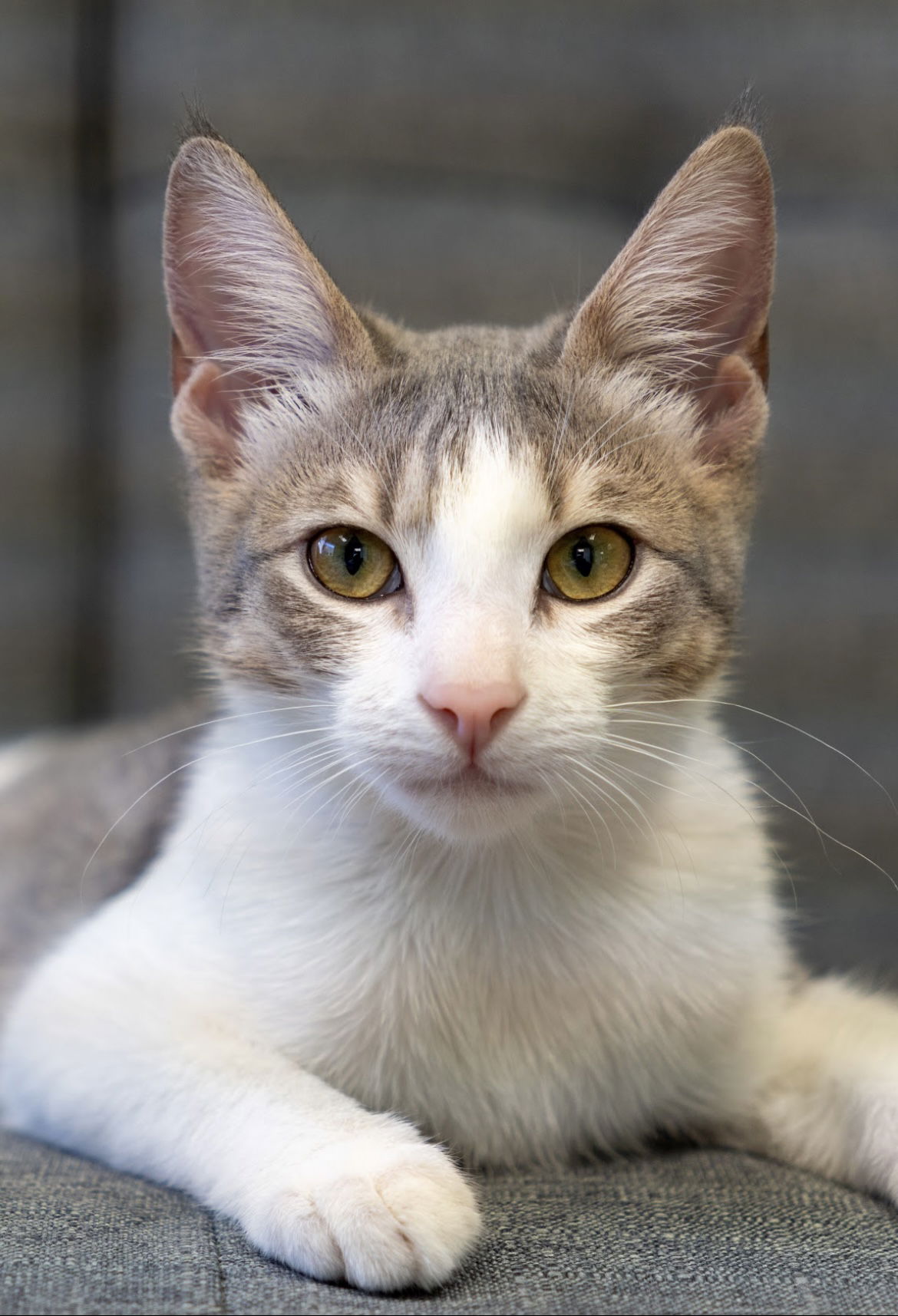 adoptable Cat in Los Gatos, CA named Saki