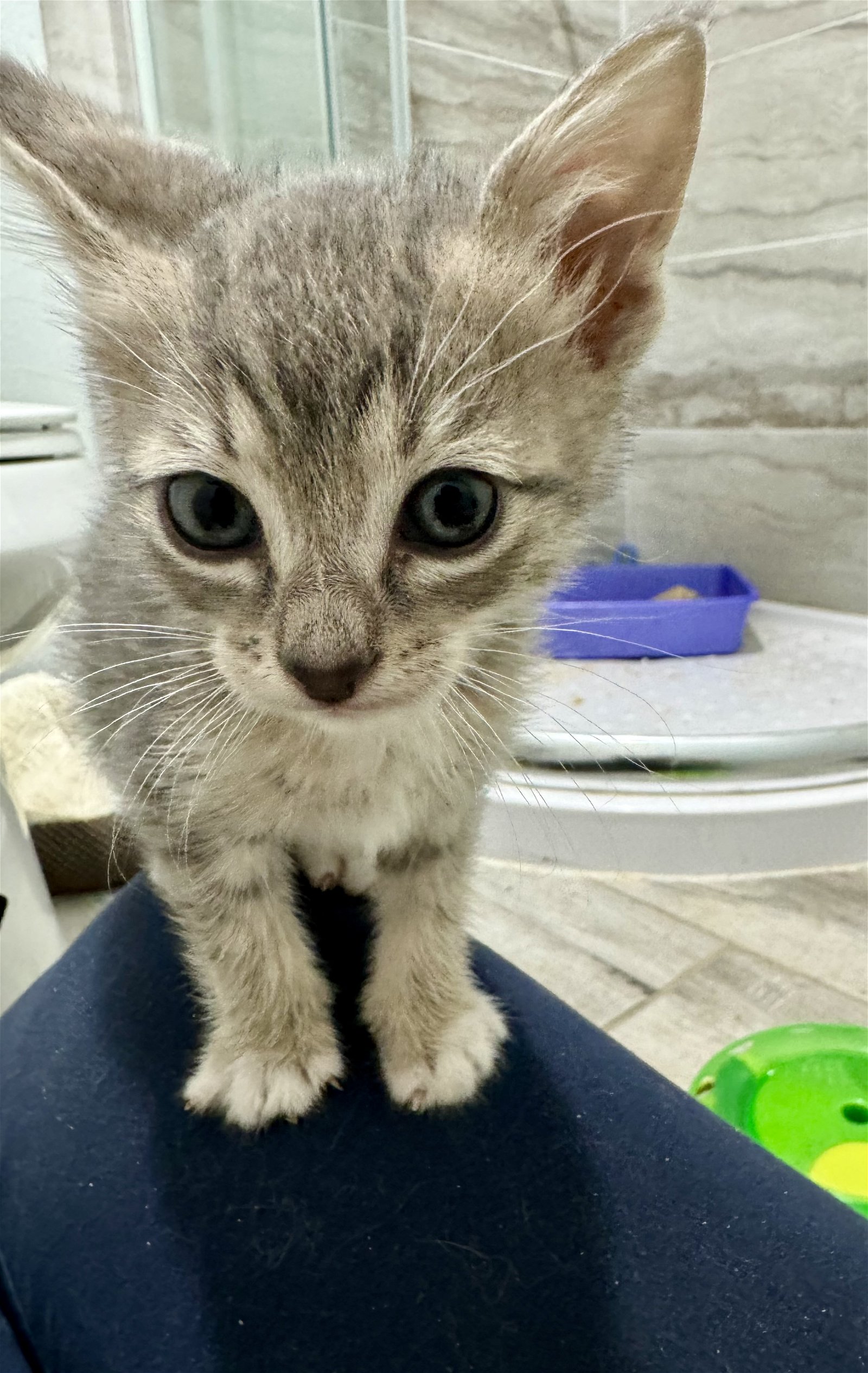 adoptable Cat in Los Gatos, CA named Matcha