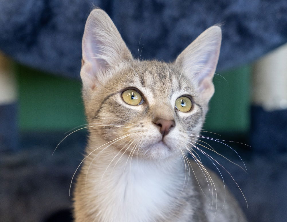 adoptable Cat in Los Gatos, CA named Matcha