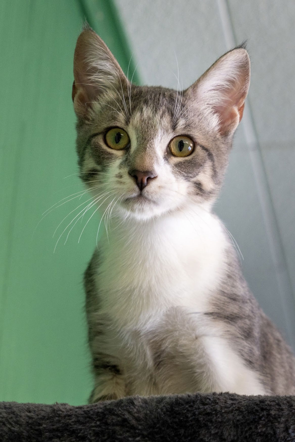 adoptable Cat in Los Gatos, CA named Sushi