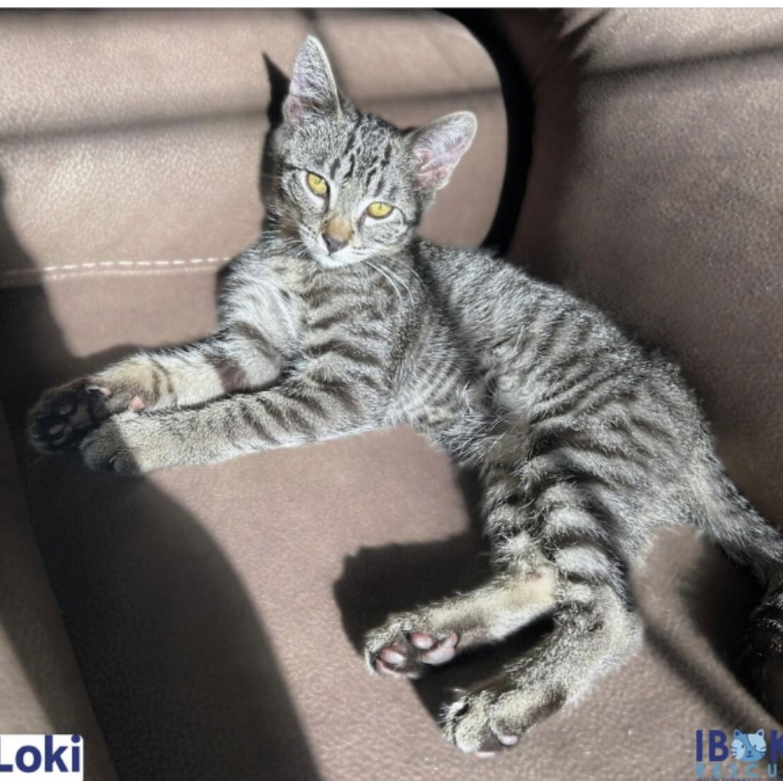 adoptable Cat in Los Gatos, CA named Loki