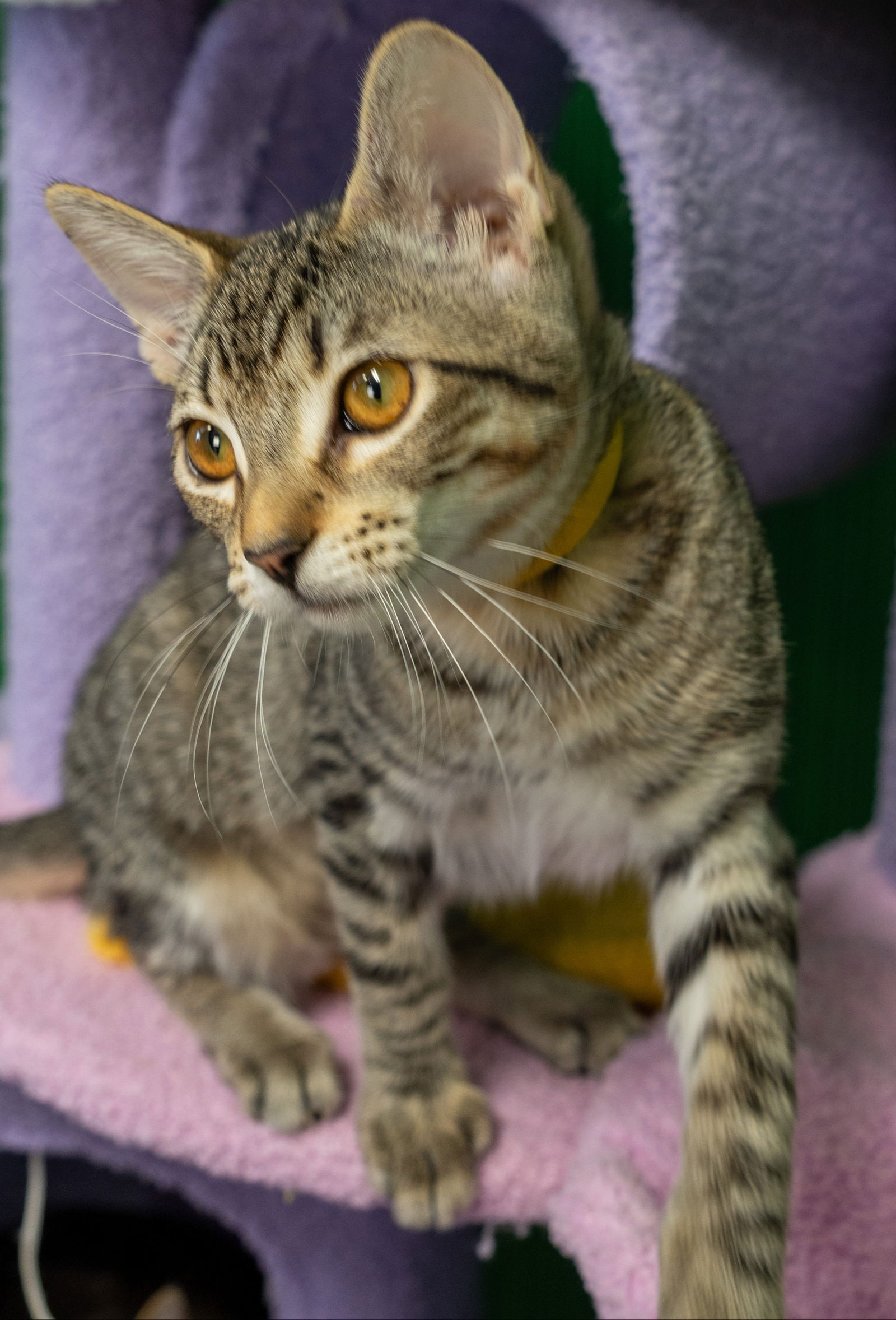 adoptable Cat in Los Gatos, CA named Michele