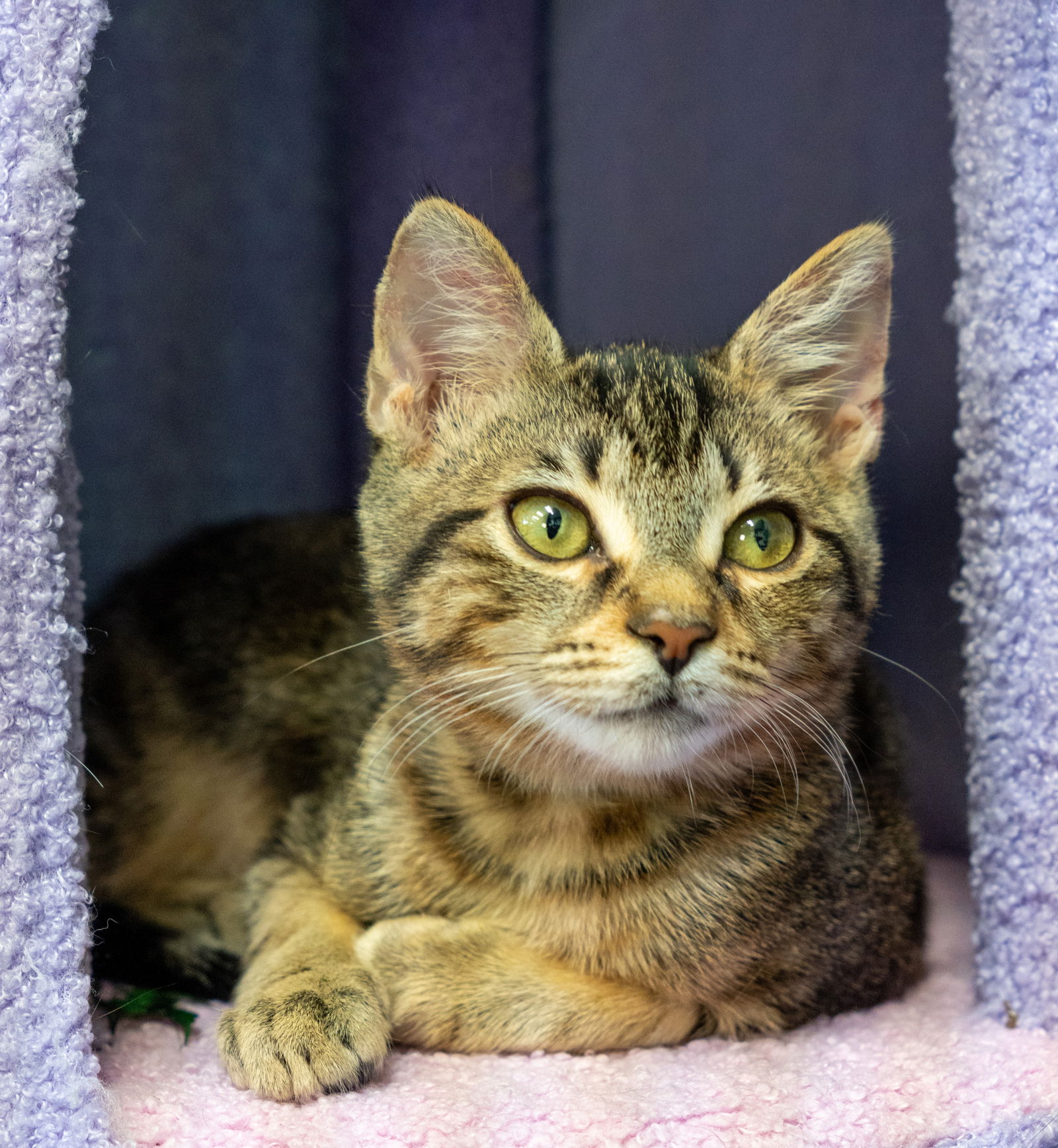 adoptable Cat in Los Gatos, CA named Romy