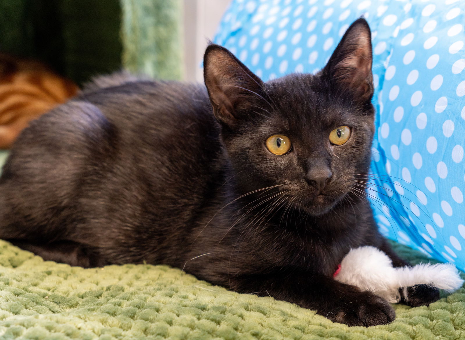 adoptable Cat in Los Gatos, CA named Eliot