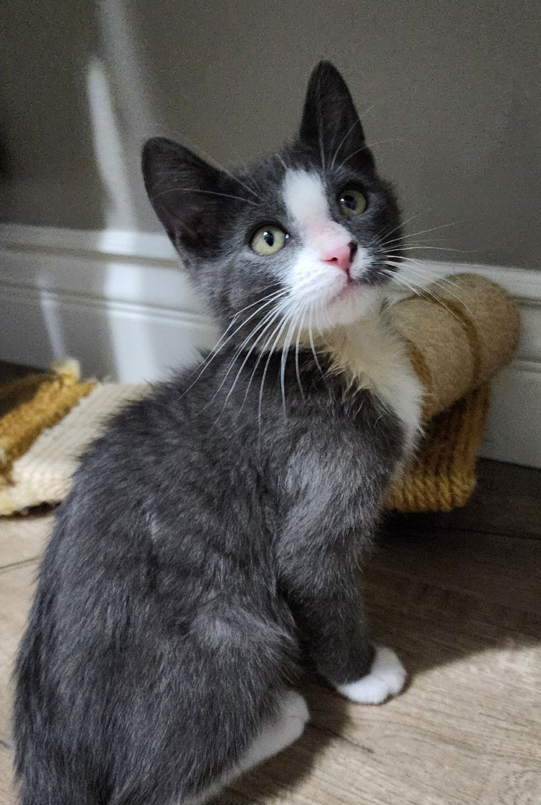 adoptable Cat in Los Gatos, CA named Andy