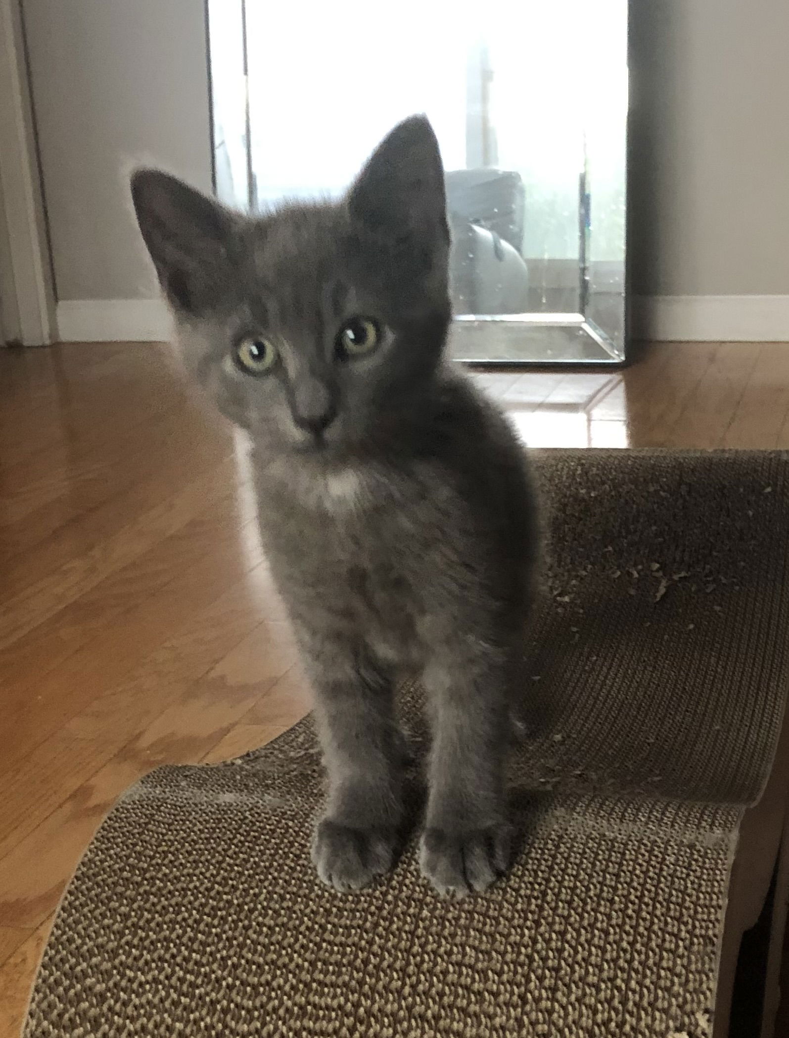 adoptable Cat in Los Gatos, CA named Max