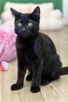 adoptable Cat in Los Gatos, CA named Raven