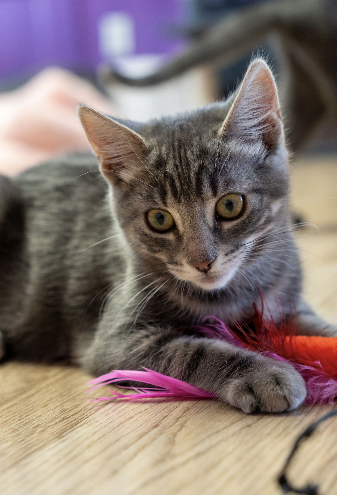 adoptable Cat in Los Gatos, CA named Gracie