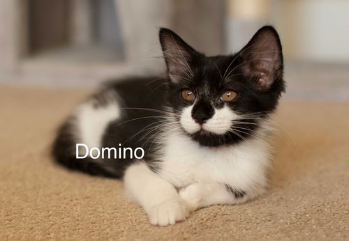 Domino