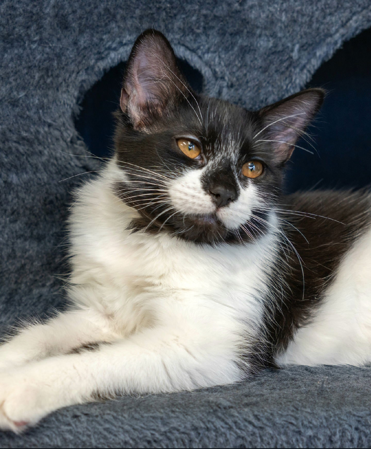 adoptable Cat in Los Gatos, CA named Domino