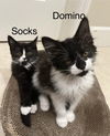 Socks