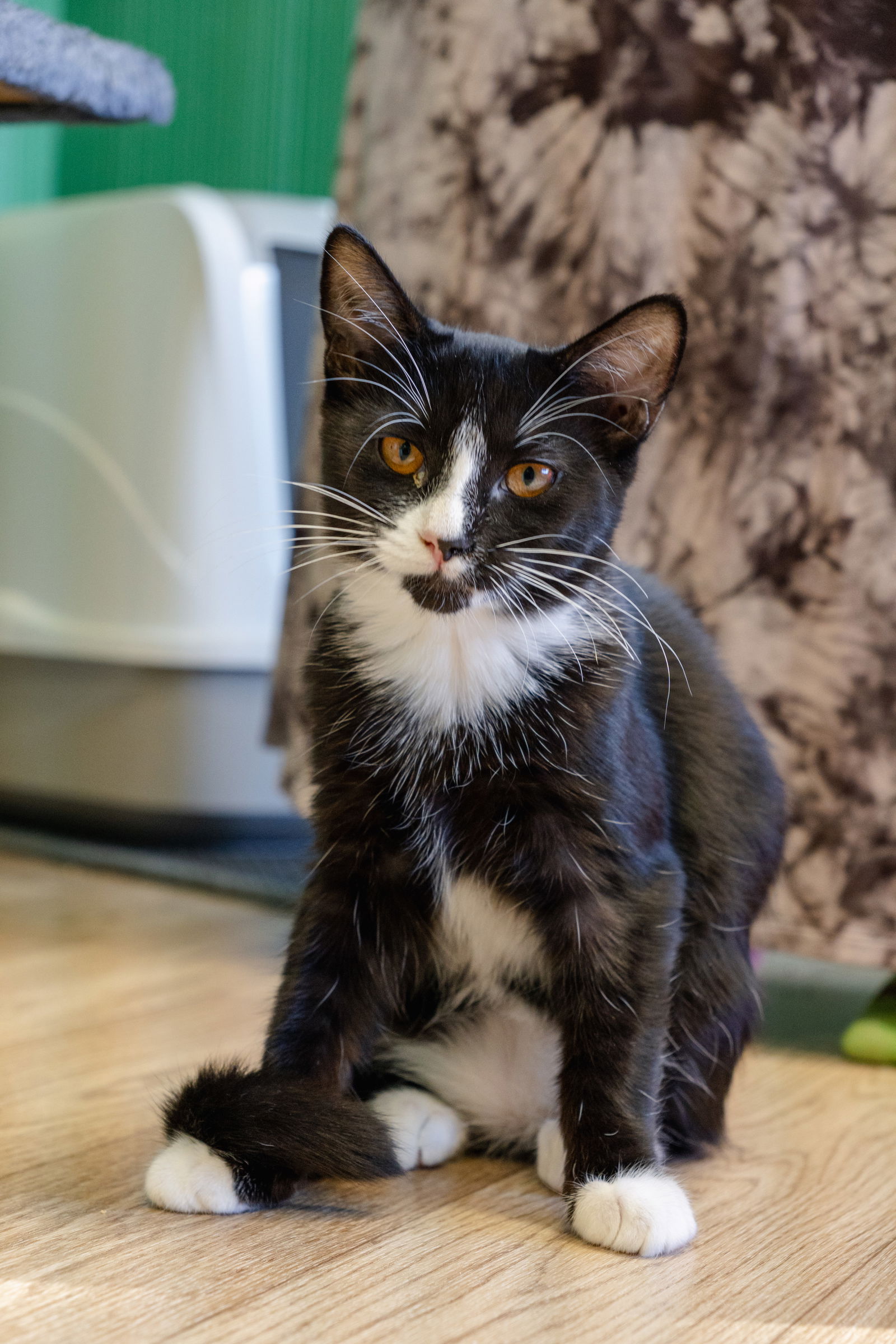 adoptable Cat in Los Gatos, CA named Socks