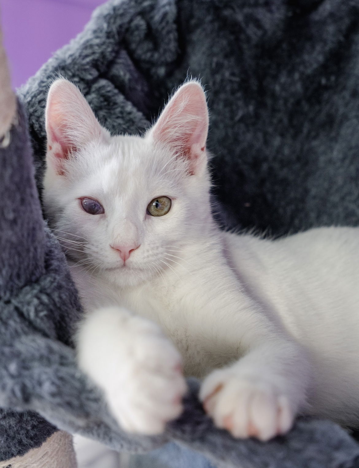 adoptable Cat in Los Gatos, CA named Cosmos