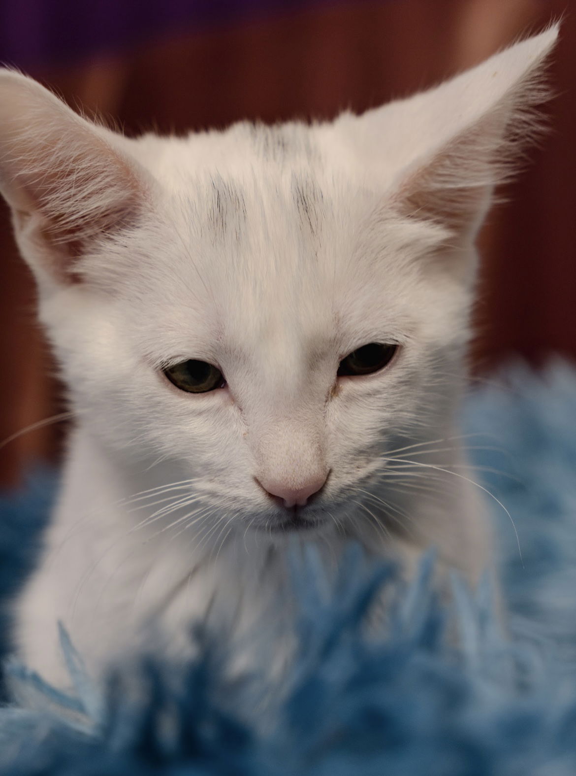 adoptable Cat in Los Gatos, CA named Smudge