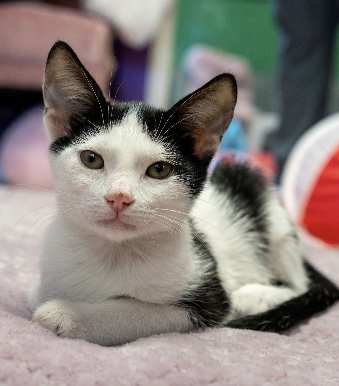 adoptable Cat in Los Gatos, CA named Petey