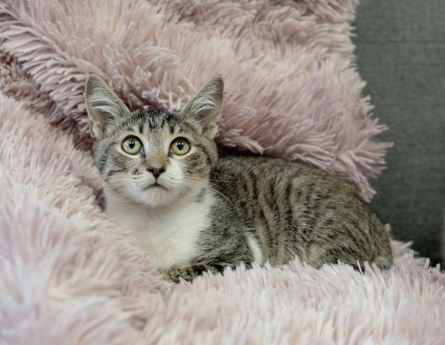 adoptable Cat in Los Gatos, CA named Dobby