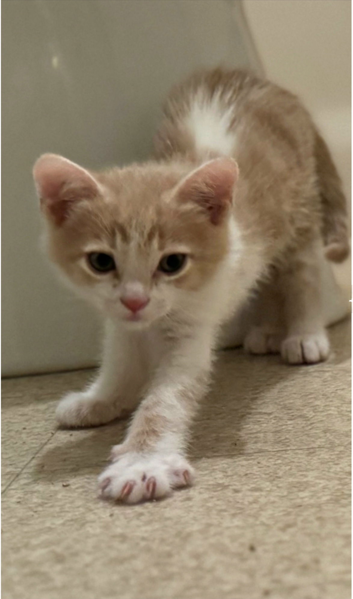 adoptable Cat in Los Gatos, CA named Finn