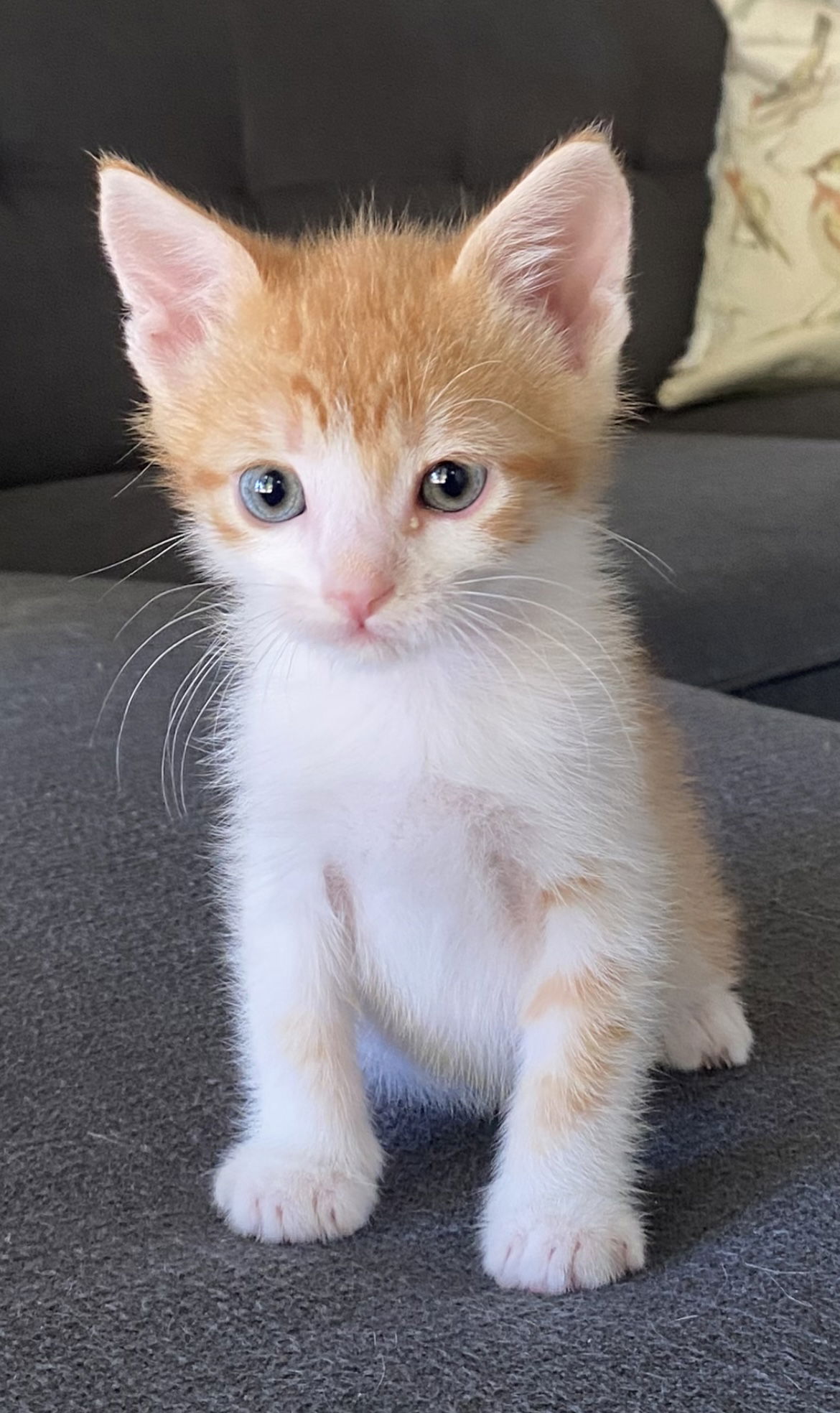 adoptable Cat in Los Gatos, CA named Celley