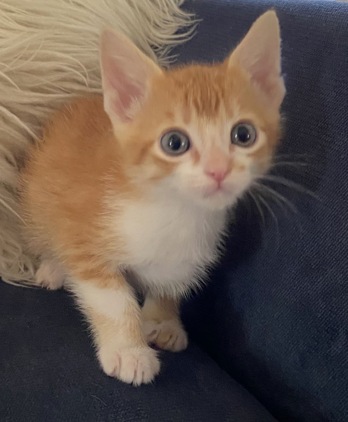 adoptable Cat in Los Gatos, CA named Orzo