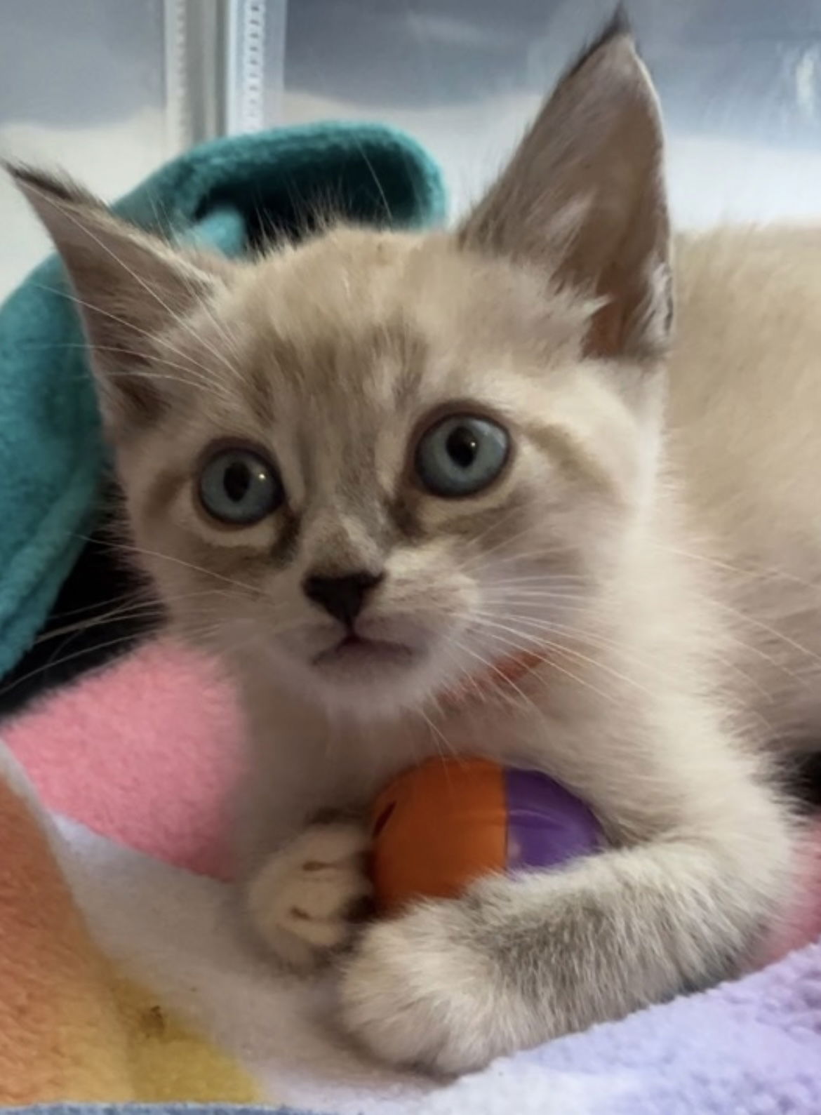 adoptable Cat in Los Gatos, CA named Alvin