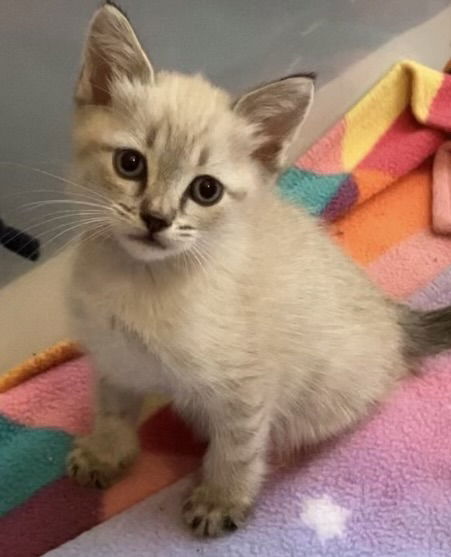 adoptable Cat in Los Gatos, CA named Simon