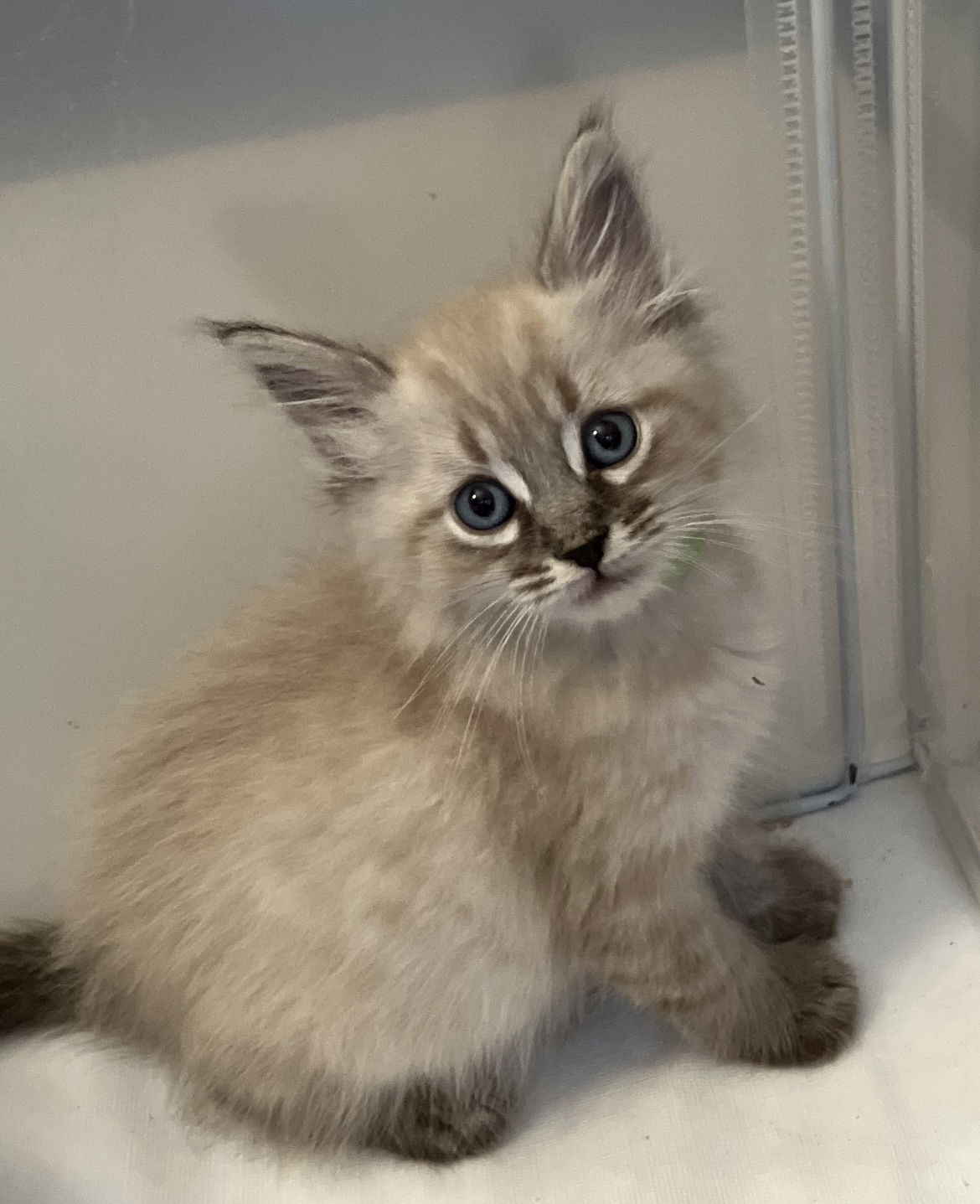 adoptable Cat in Los Gatos, CA named Theodore