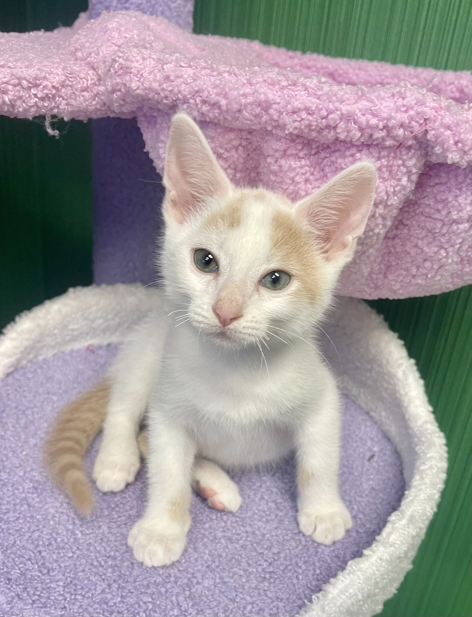 adoptable Cat in Los Gatos, CA named Mr. Bean