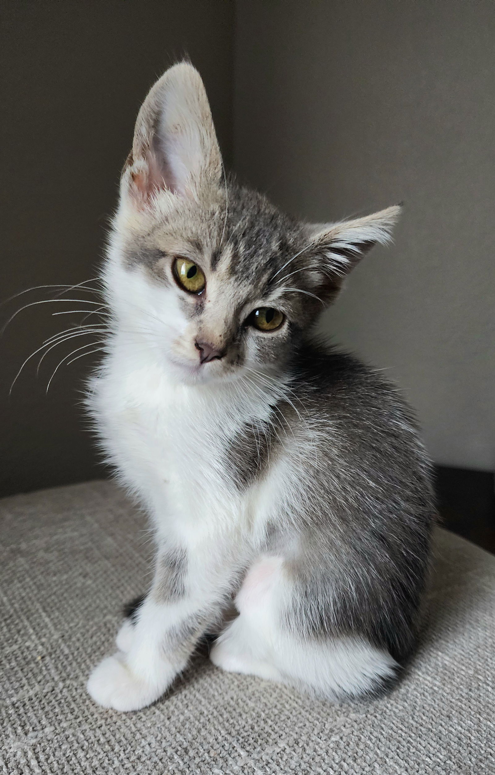 adoptable Cat in Los Gatos, CA named Marcia