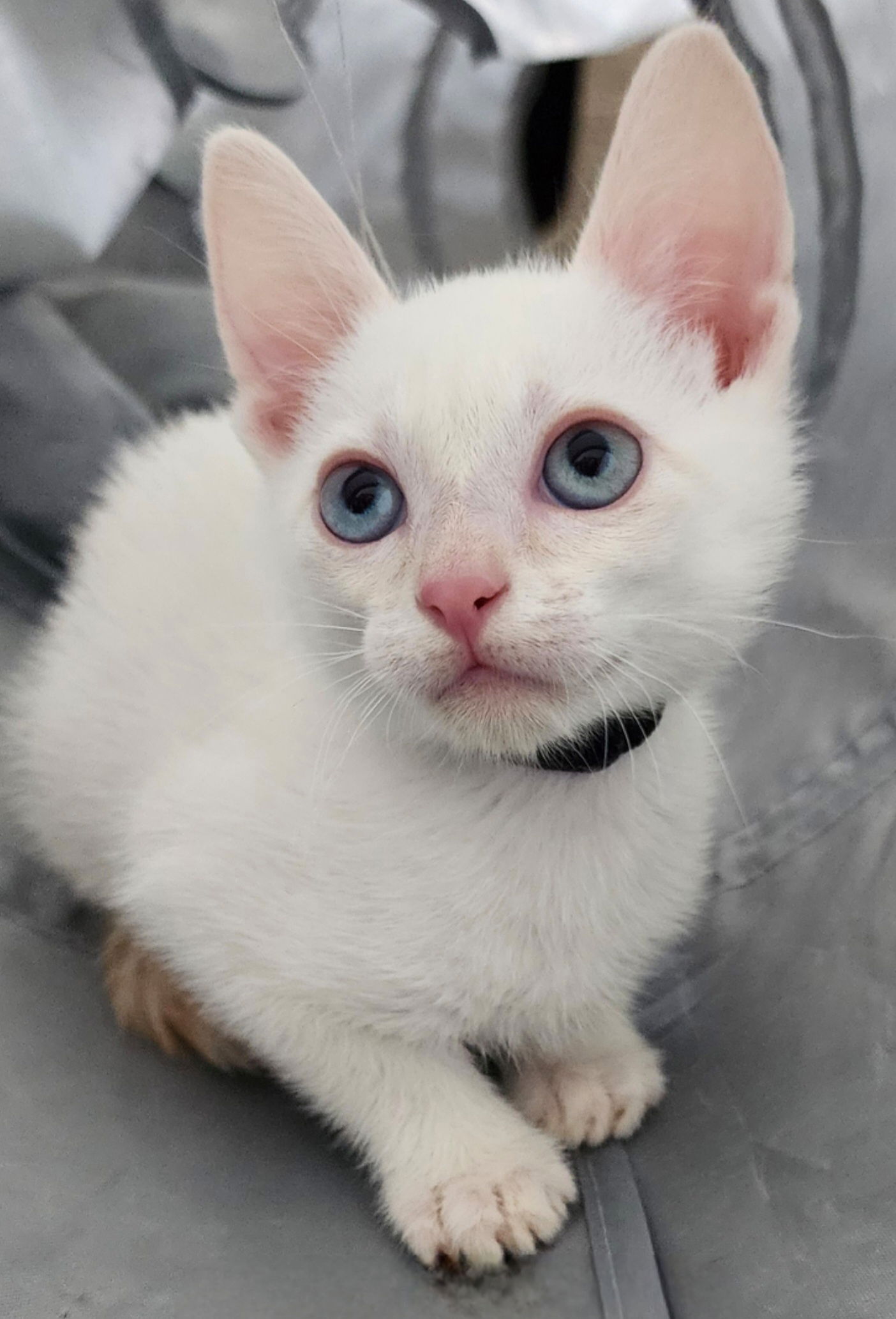 adoptable Cat in Los Gatos, CA named Bobby