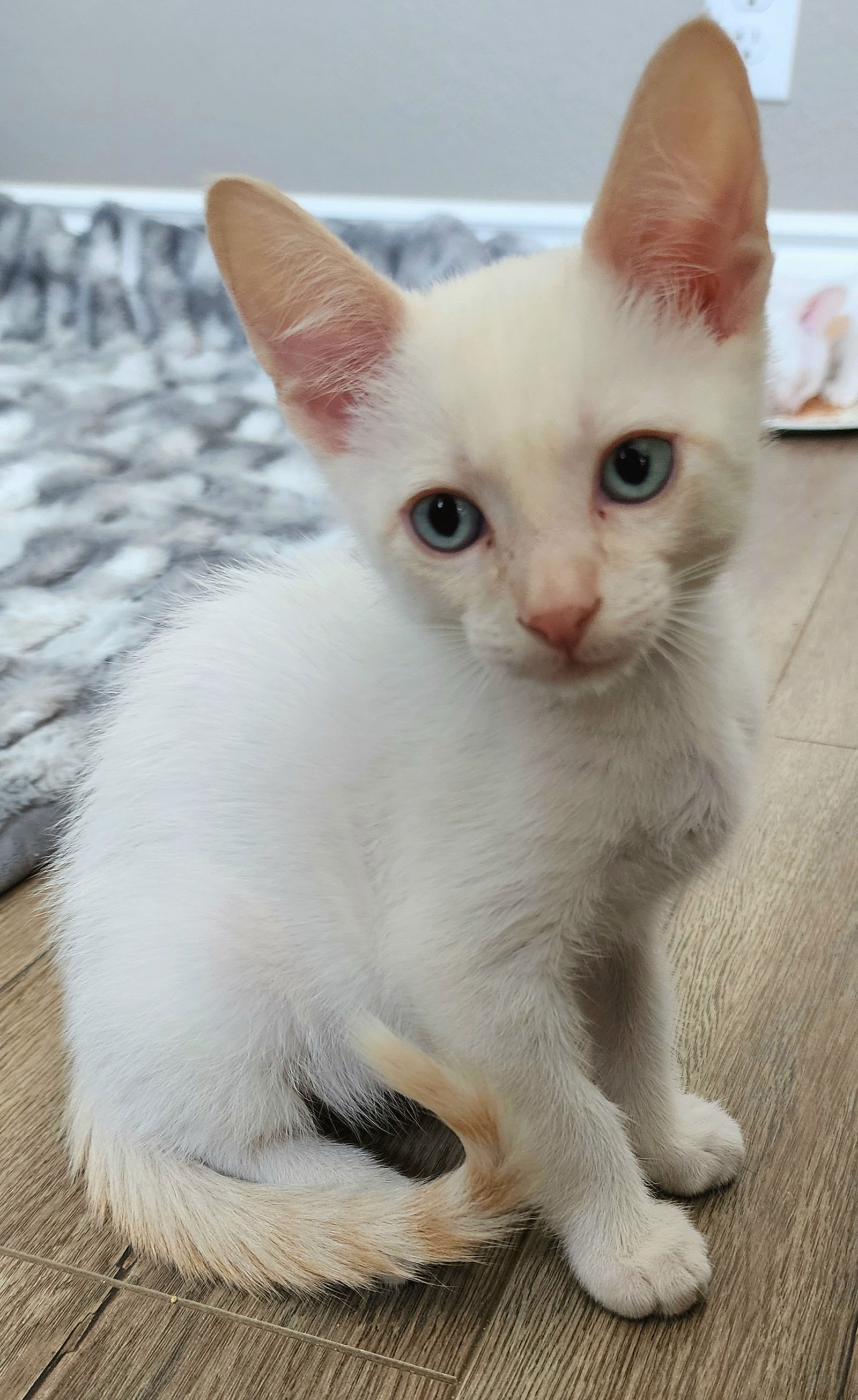 adoptable Cat in Los Gatos, CA named Greg