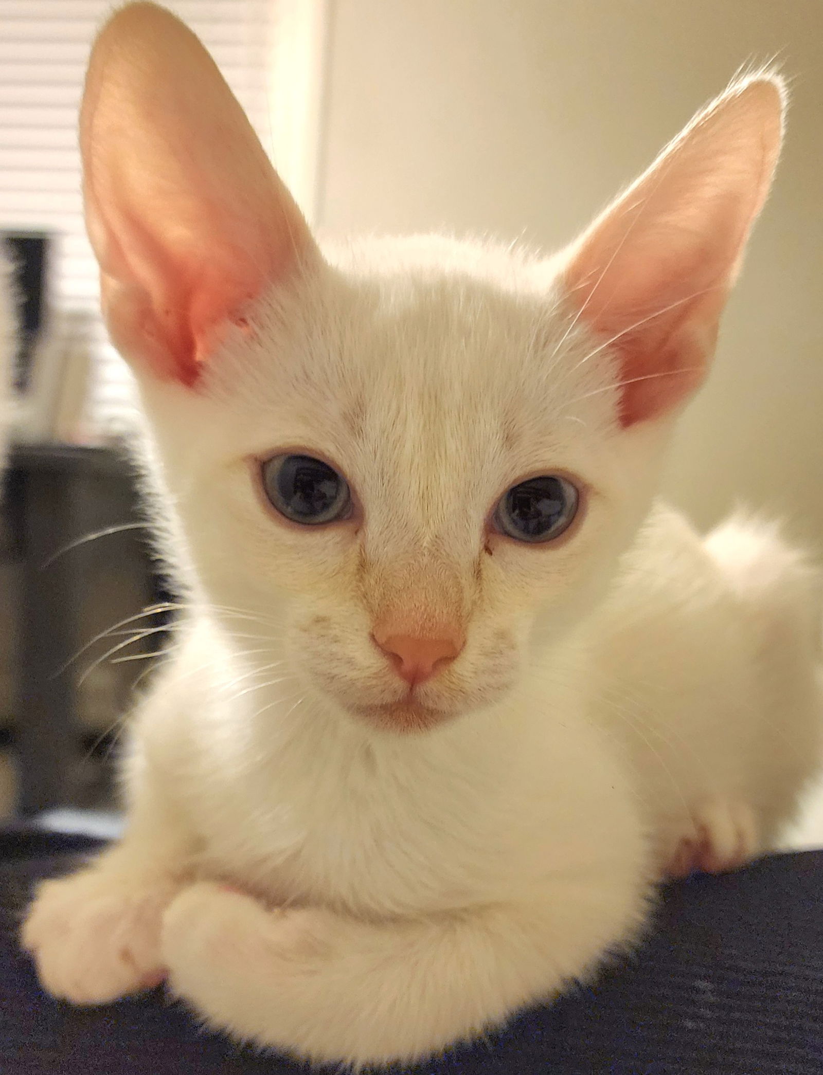 adoptable Cat in Los Gatos, CA named Peter