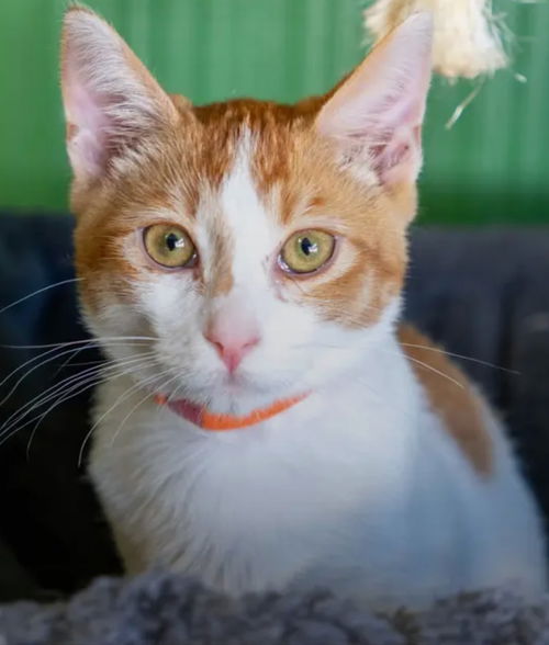 Sam