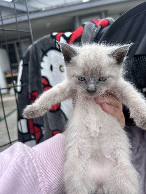 Pablo