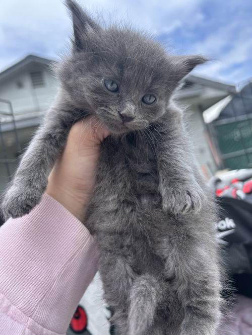 Leonardo