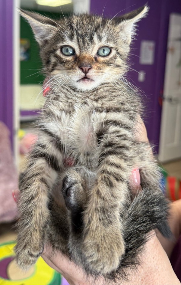 Hubert