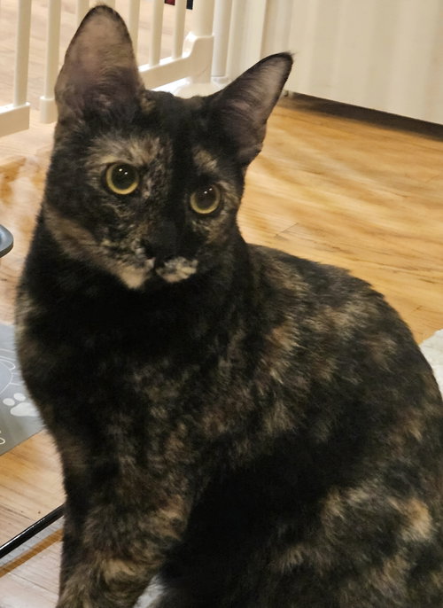 Caramel