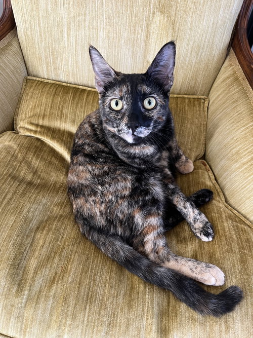 Caramel