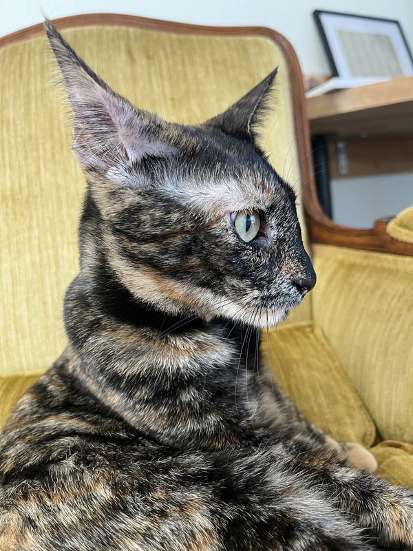 Caramel