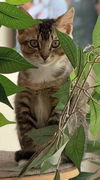 Penelope Featherington