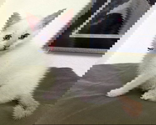 Snowball