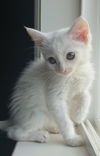 Athena