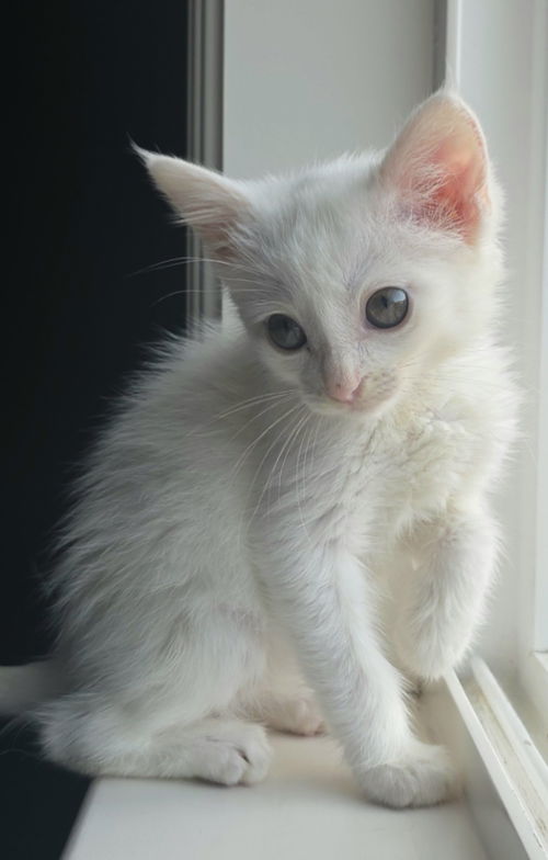 Athena