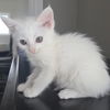 Athena