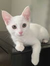 Athena